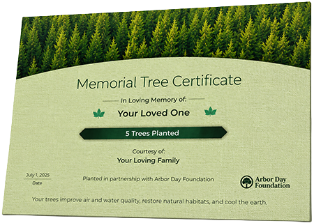 Plant Trees in Memory of Mr. Demorian Devon Kitchen 25 of Atlanta, Georgia